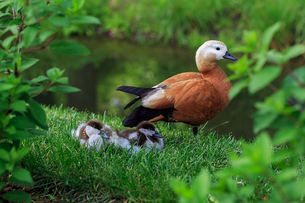 Photograph by Сергей Гордиенко