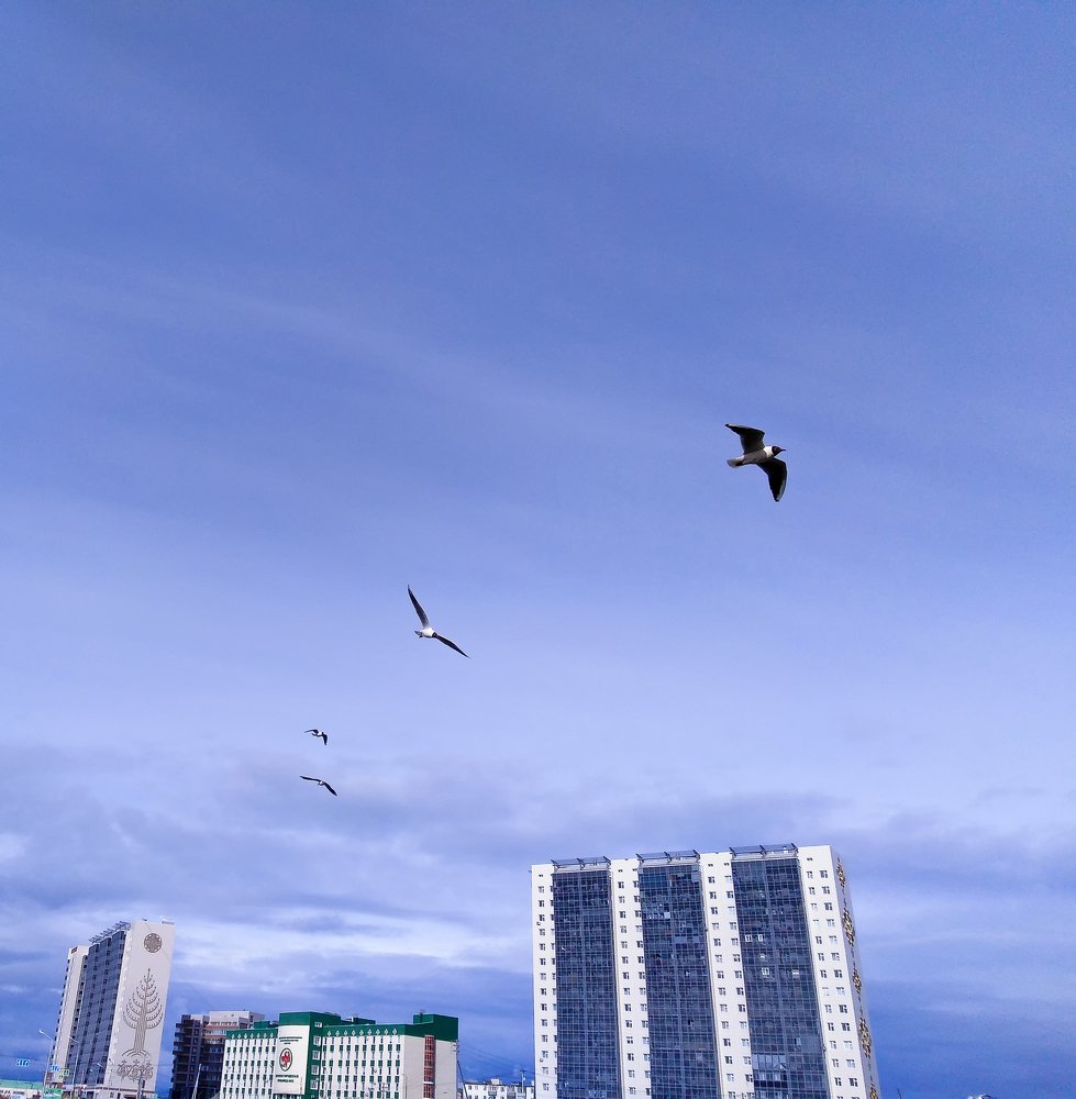 На перегонки.