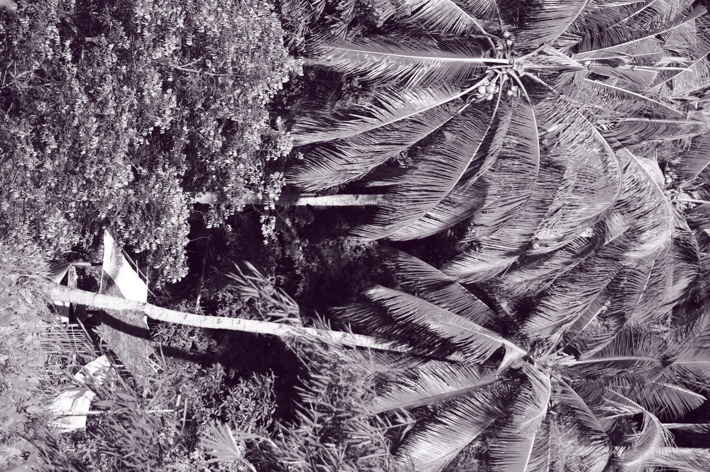 Coconut tree