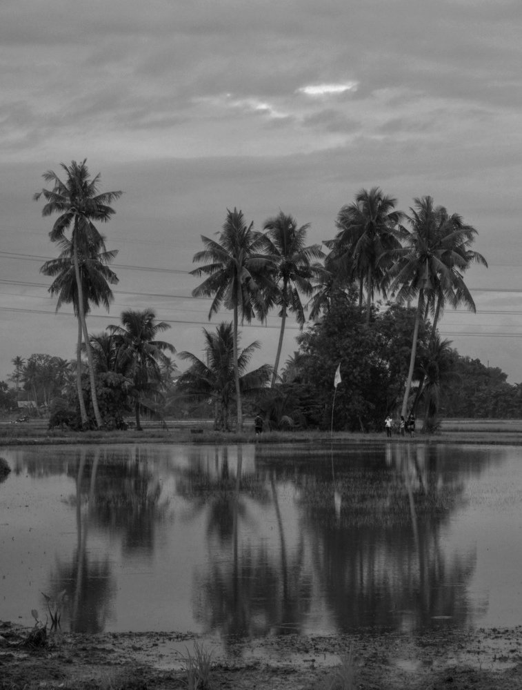 Paddy field