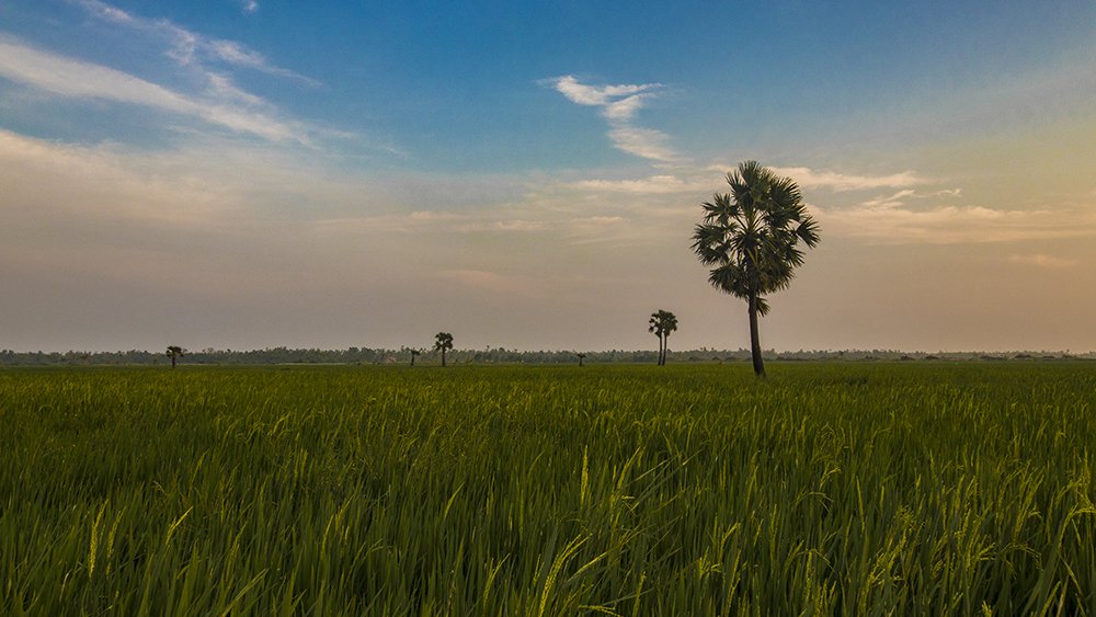 Farm Land