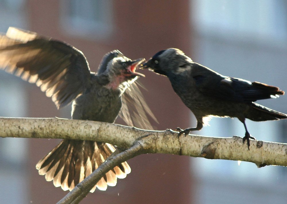 Галка кормит галчонка