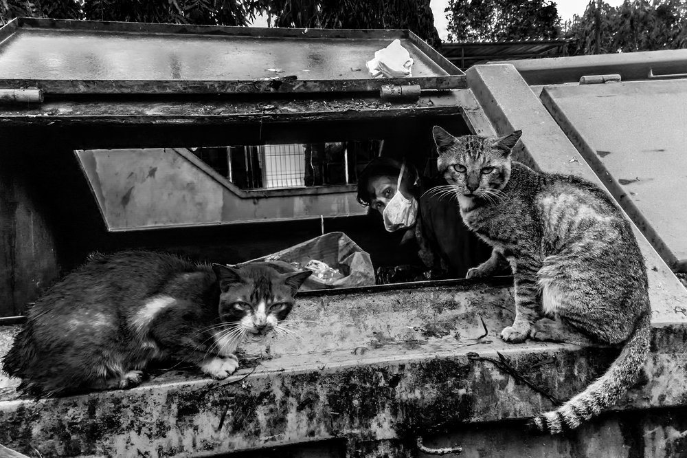 cat human cat in a garbage can.