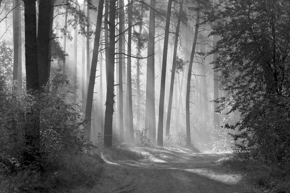 Утро  в лесу