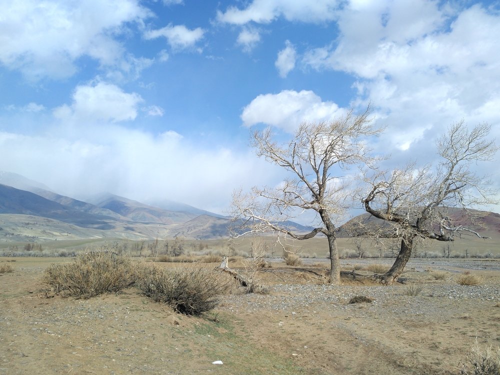 Алтайская степь