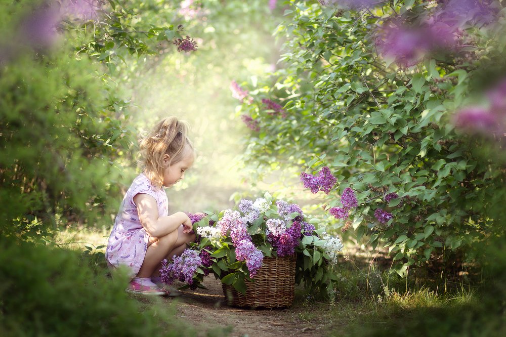 Ароматы сирени