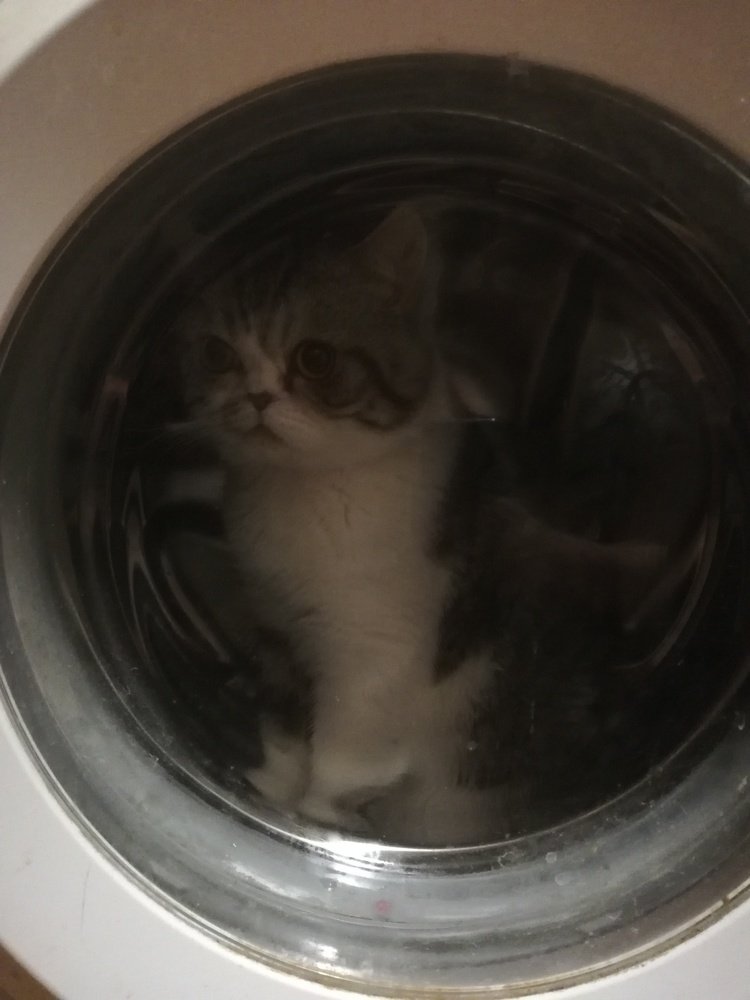 Котик