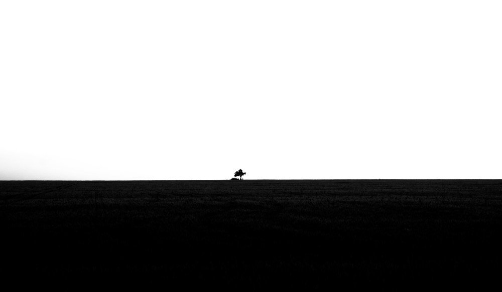 You think, I am a liitle tree??? No, I am a huge oak on this field!