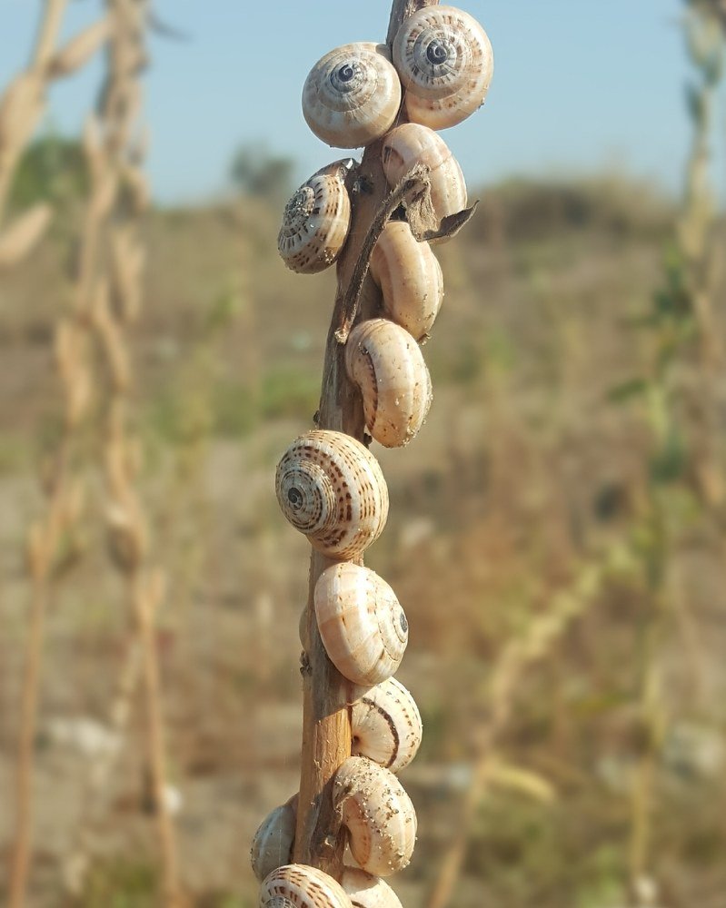 Snails decor
