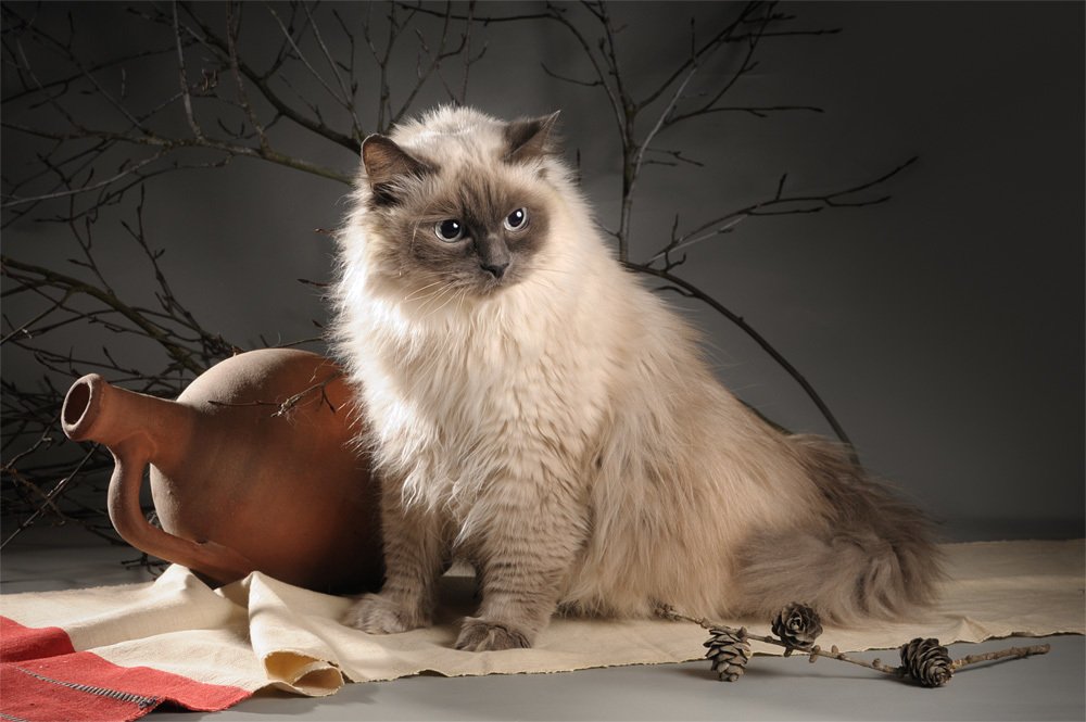 натюрморт с кошкой