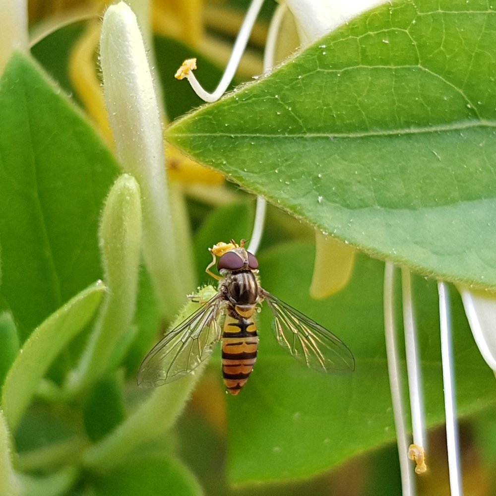 Yellow wasp
