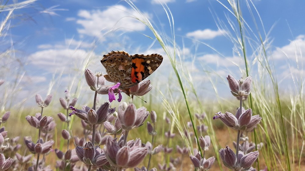 Butterfly