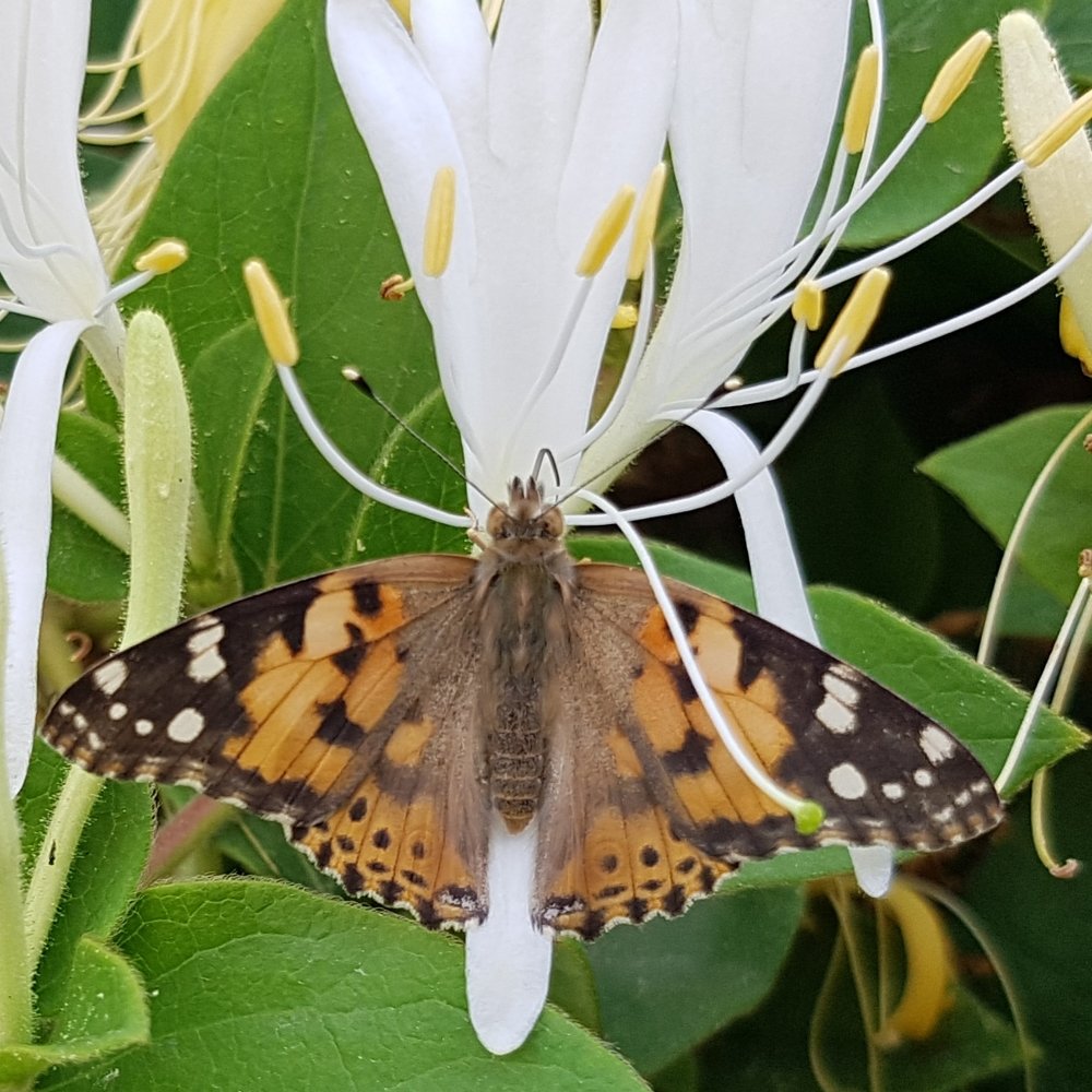 Butterfly Mix