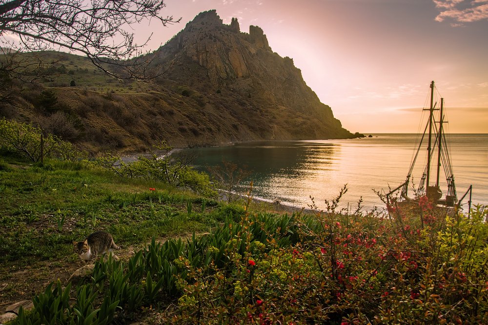 И даже кот...