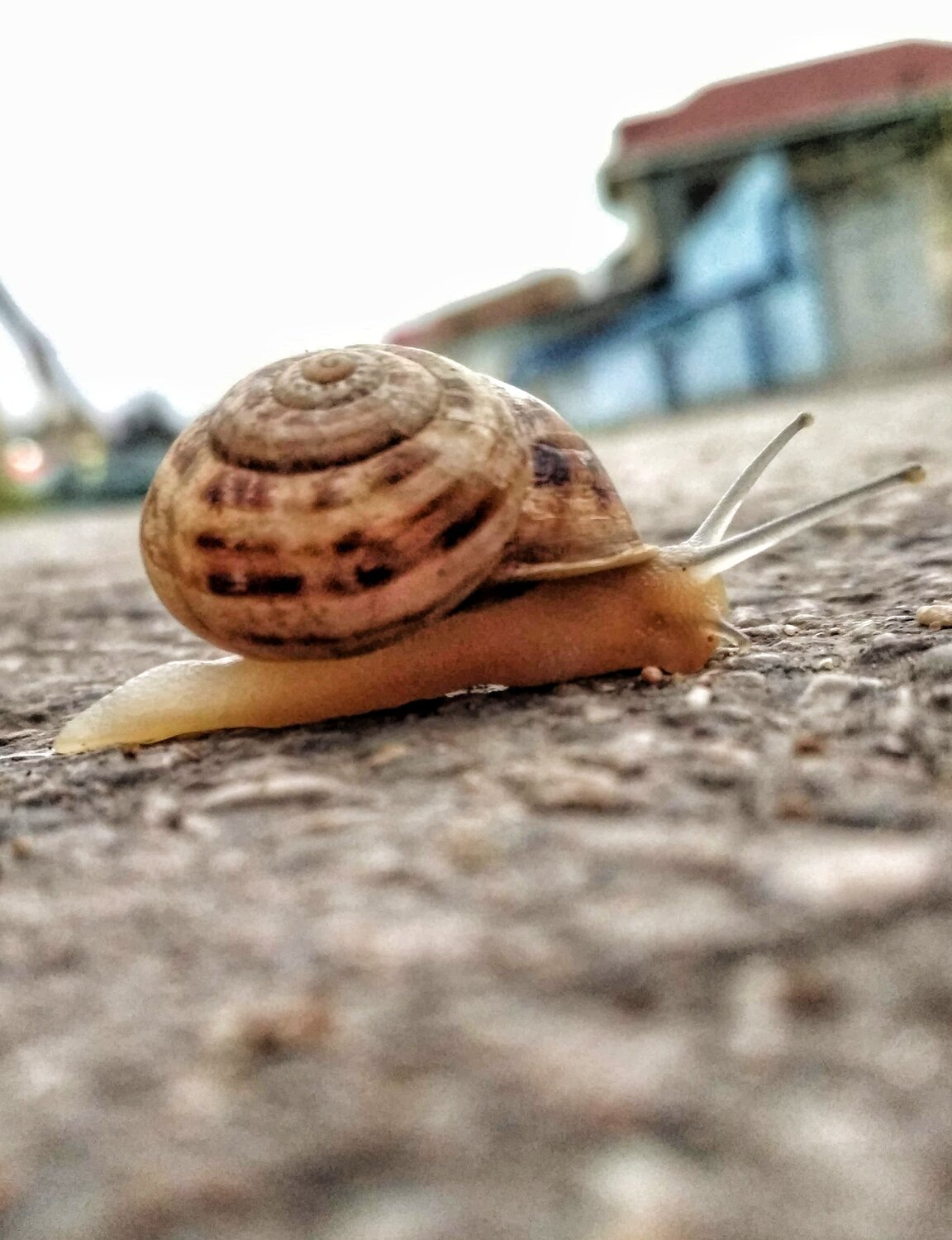 Торопыга