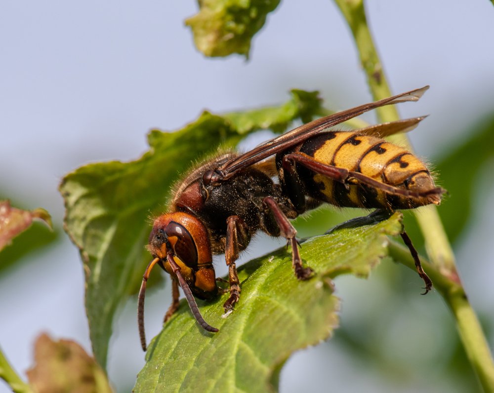 Остатки сладки!