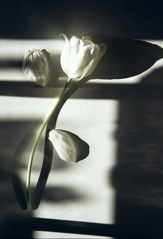 Красота теней