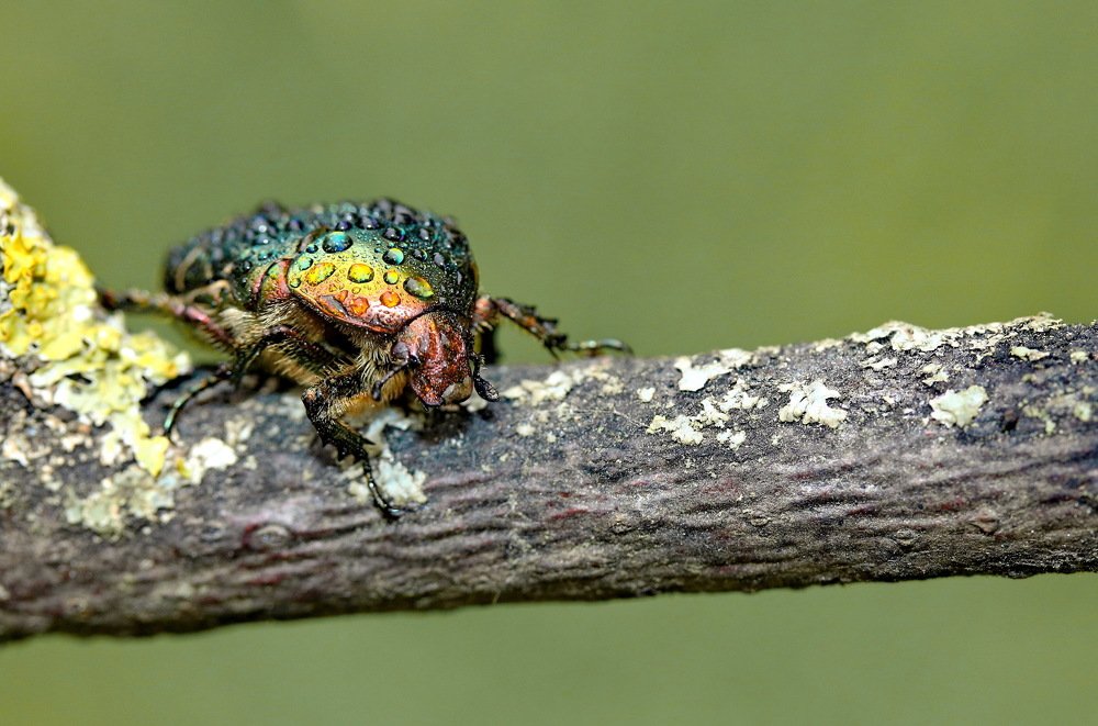 Photograph by Игорь Осипов