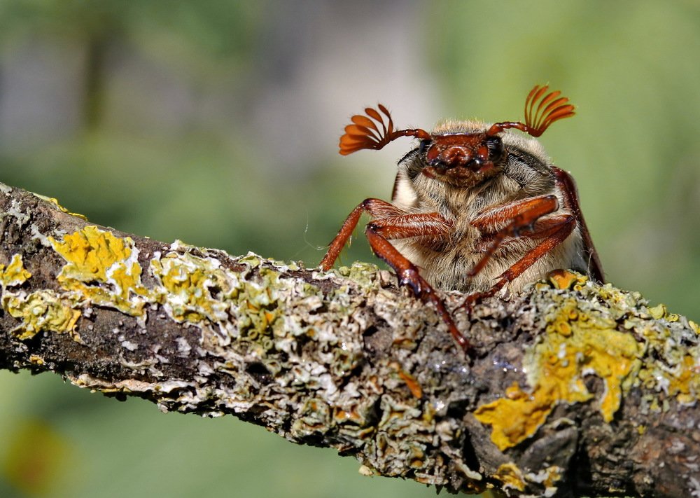 Photograph by Игорь Осипов