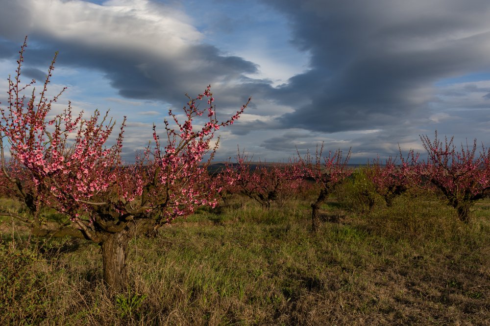 Peach orchard at sunset