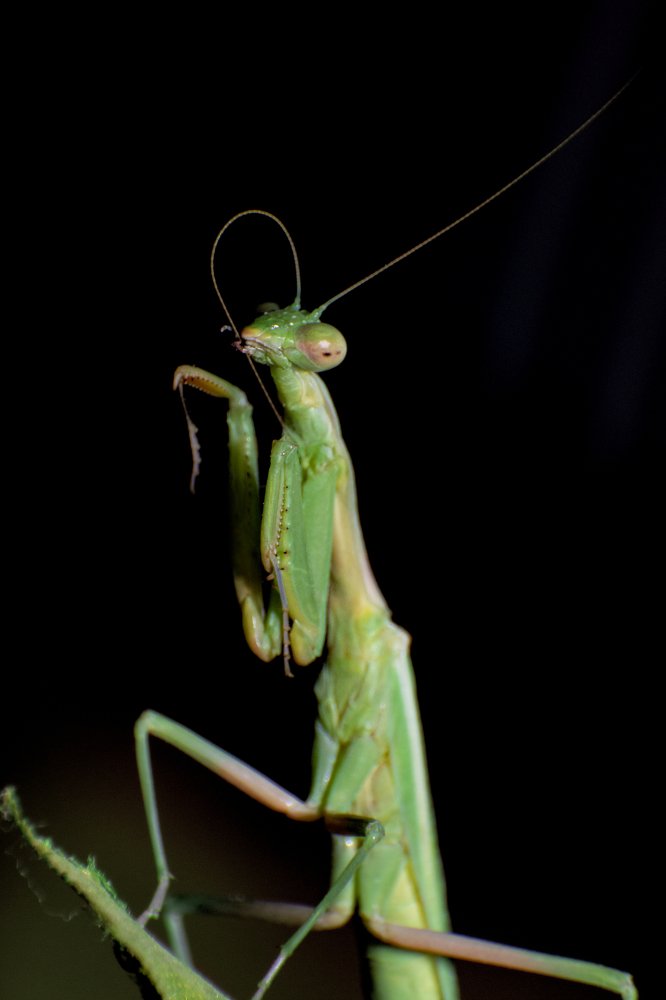 Mantis Portrait