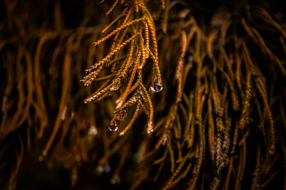 The droplets