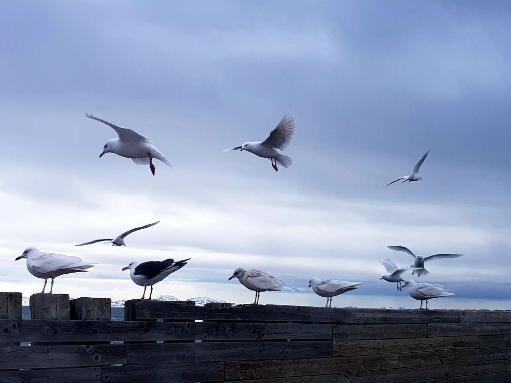 Seagulls