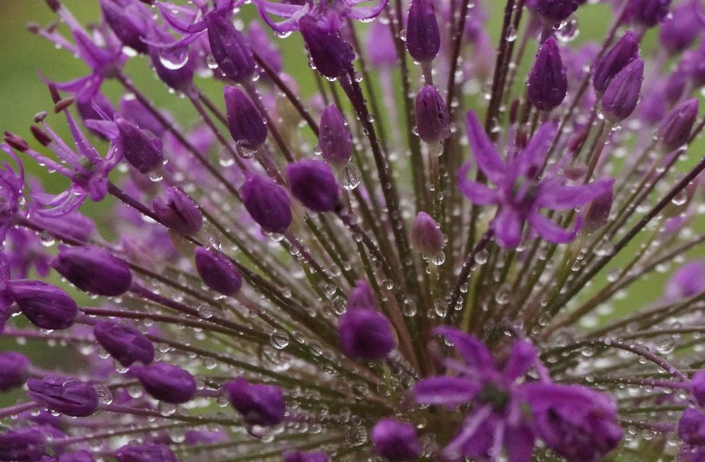 Water drops