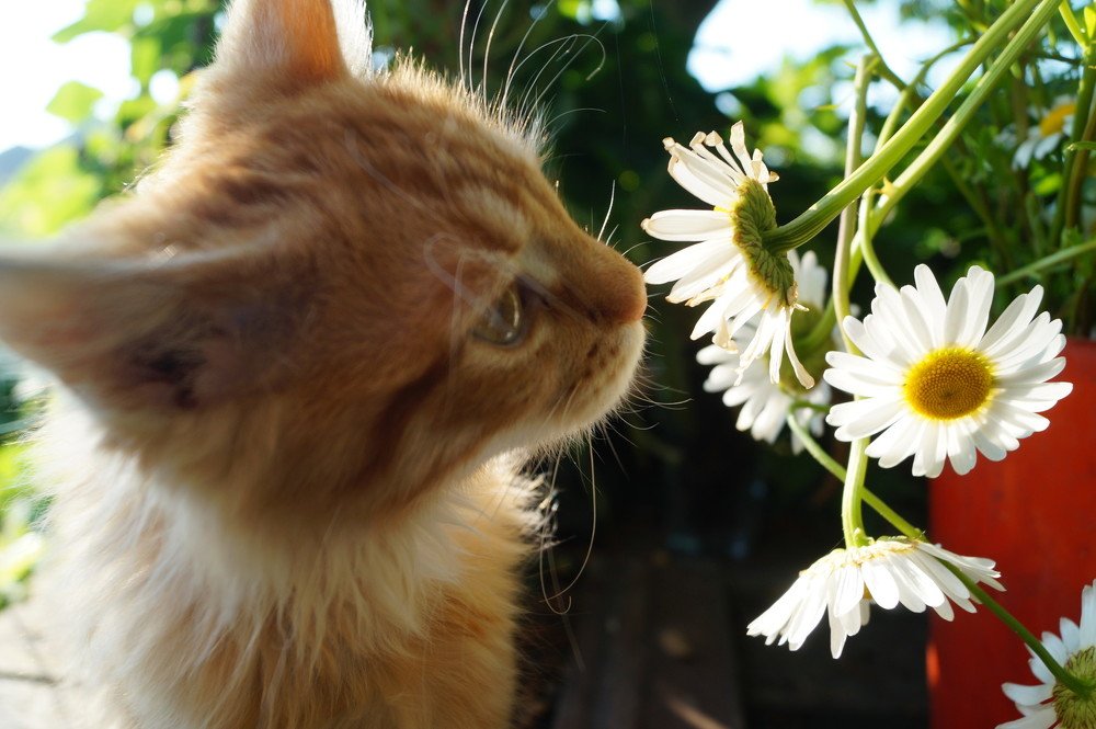 A  cat and some daysies.