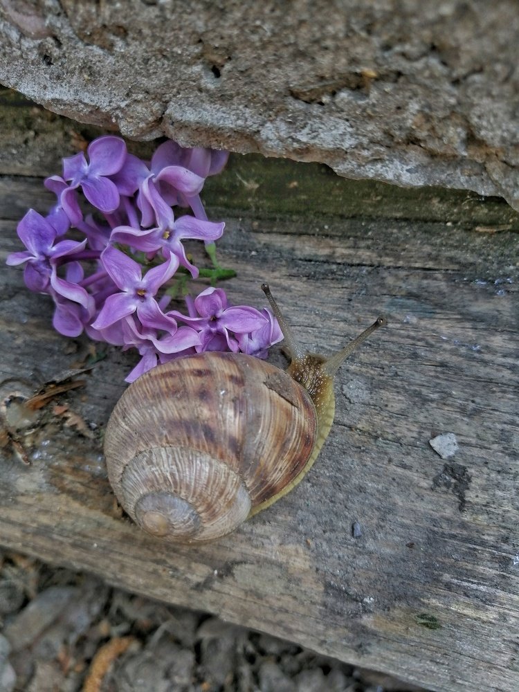 Улитка и сирень