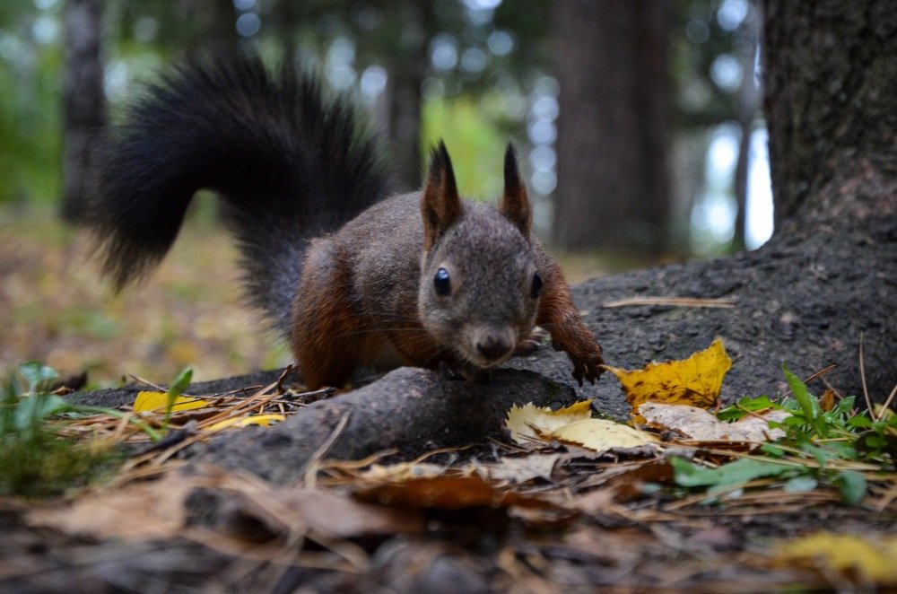 Сибирский бельчонок