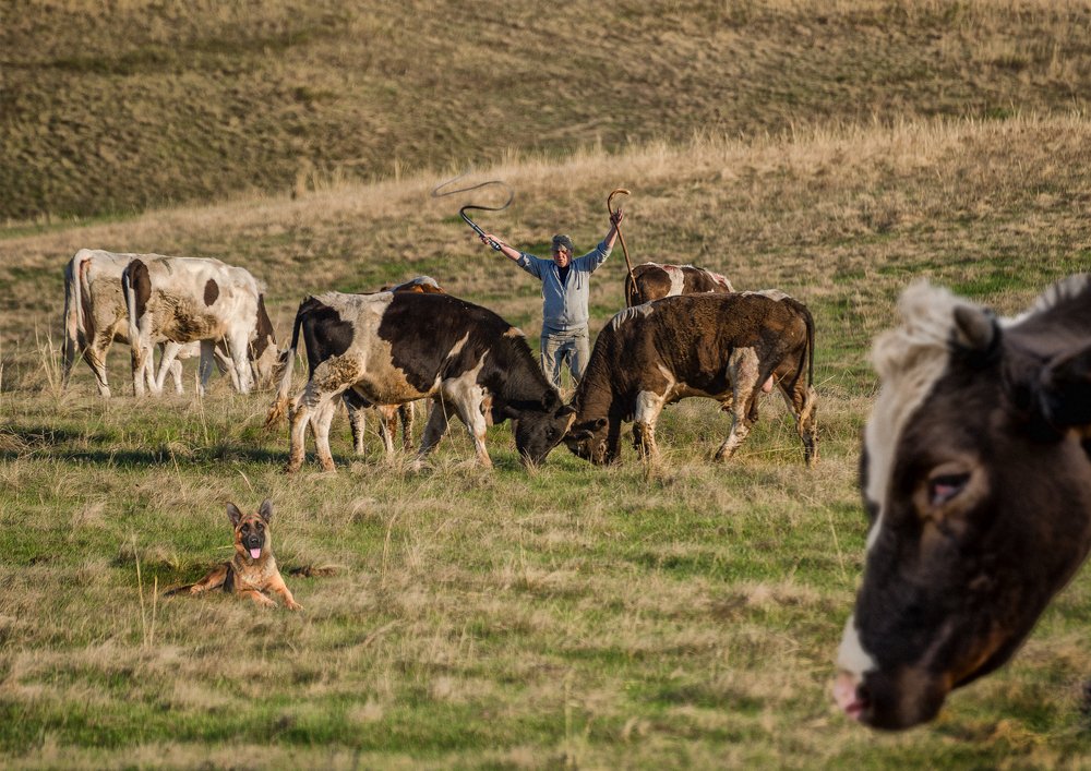 Бычки отстаивают первенство в стадо