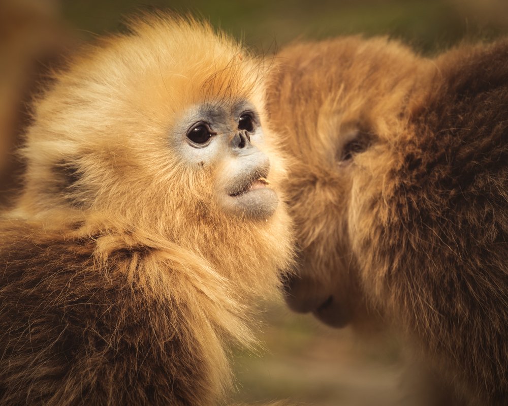 Little Golden Monkey