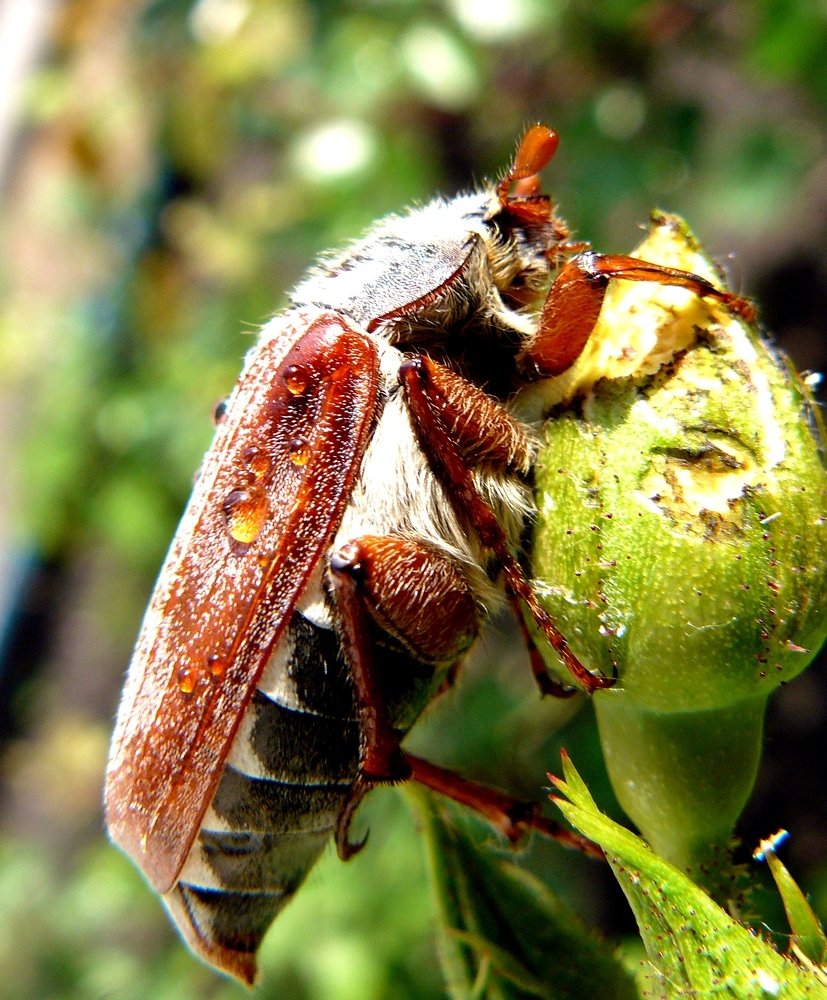 роза на завтрак