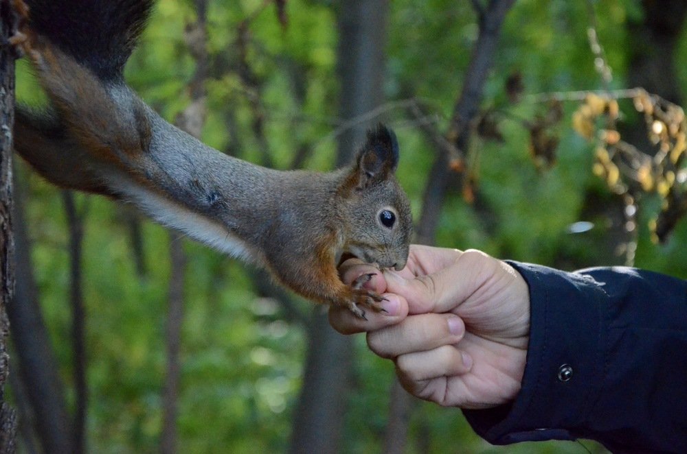 Бельчонок на Буревестнике