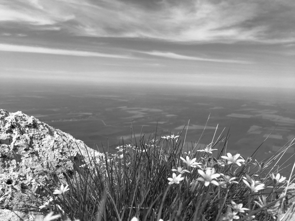 Цветы над пропастью