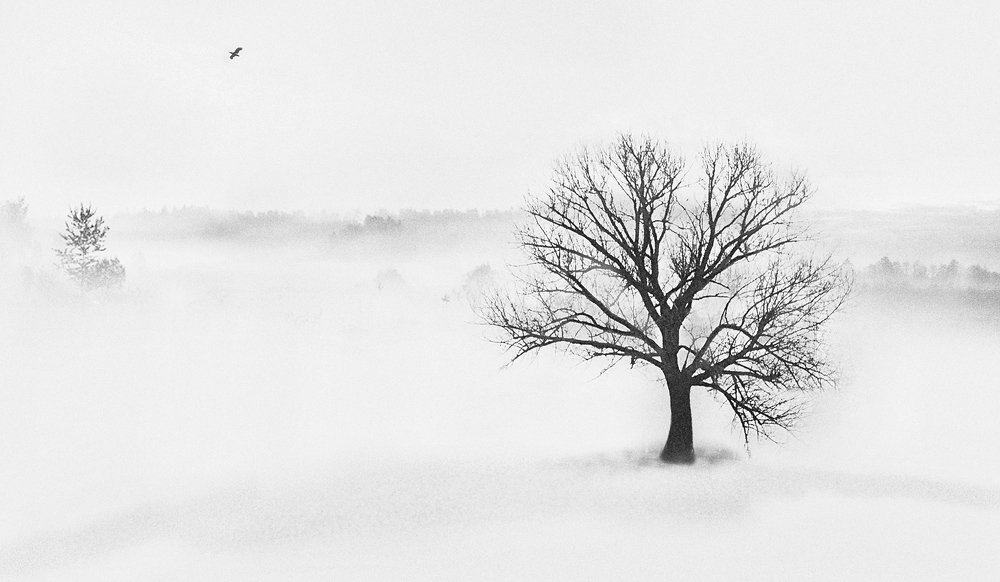 Photograph by MVO (Марк Орлов)