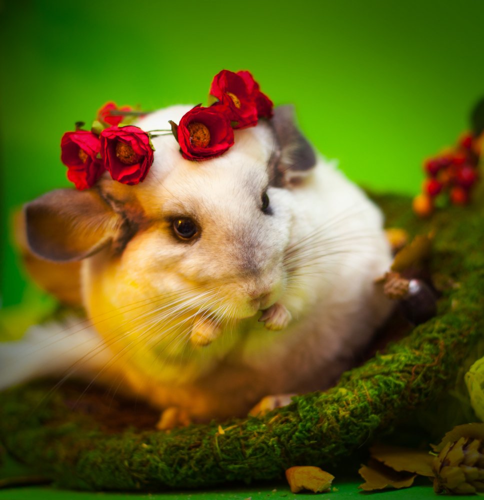 шиншилла Белка