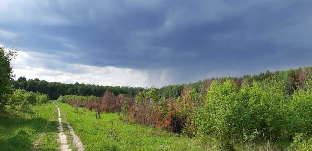 В ожидании грозы