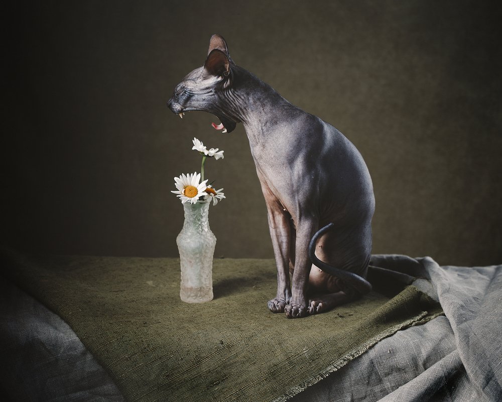 Ромашки и зевающий Сфинкс или аллегория на аллергию