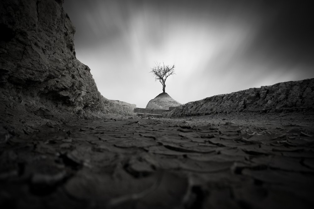 lonely tree