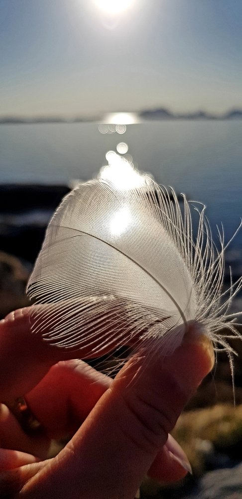 Feather
