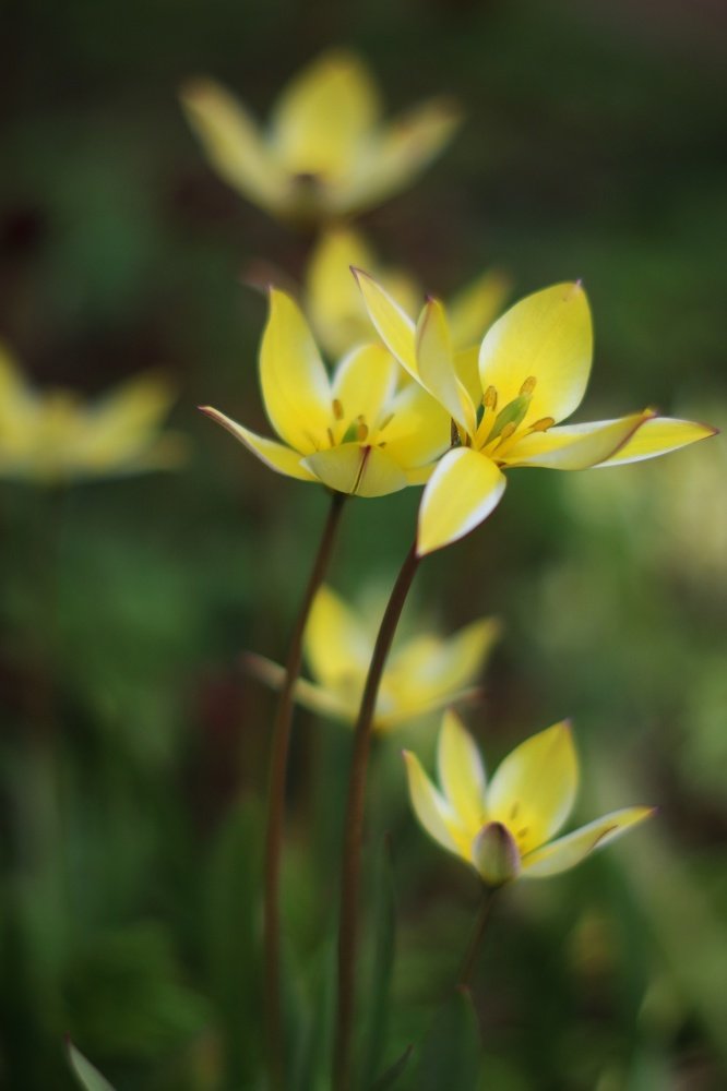 Нежность распускается цветком...