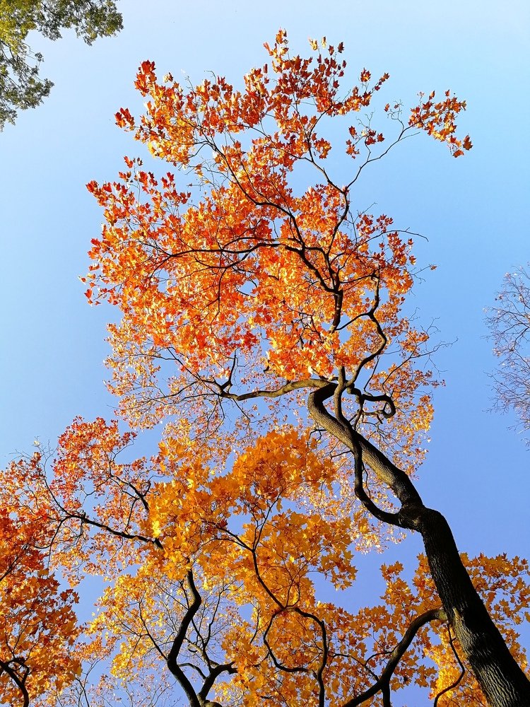 Краски осени.