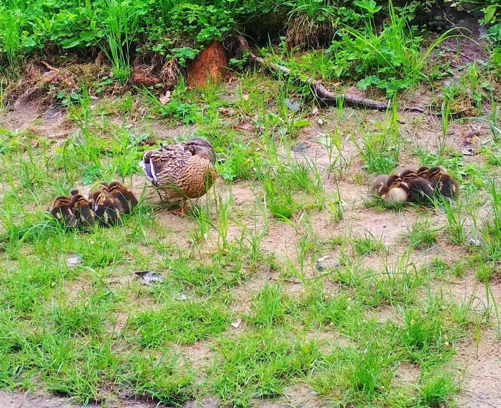 Photograph by Любовь Макарова