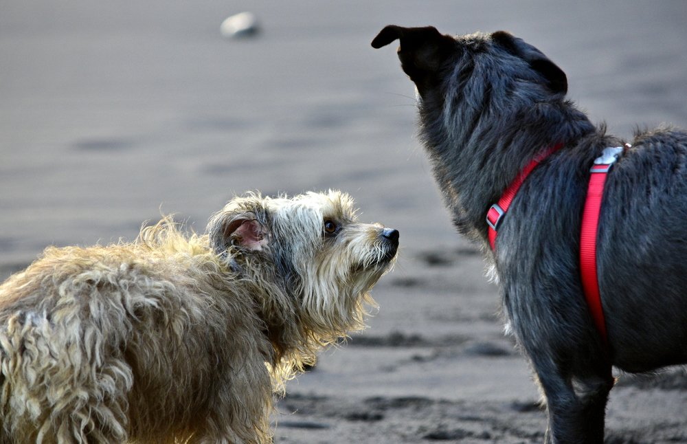 I see you : what do you see ?