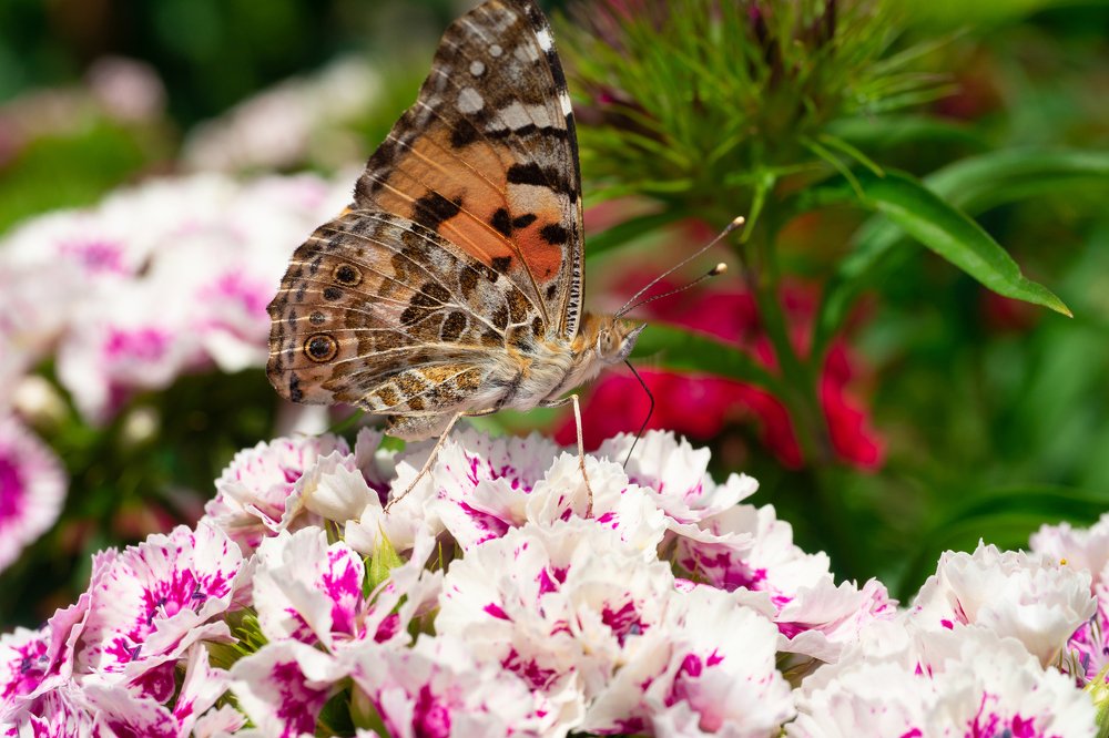 Photograph by Евгений Шмидт