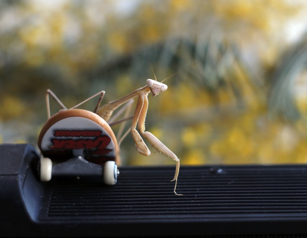 богомол-скейтер)