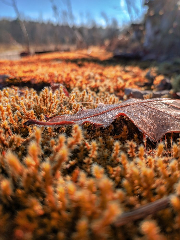 Морозное утро