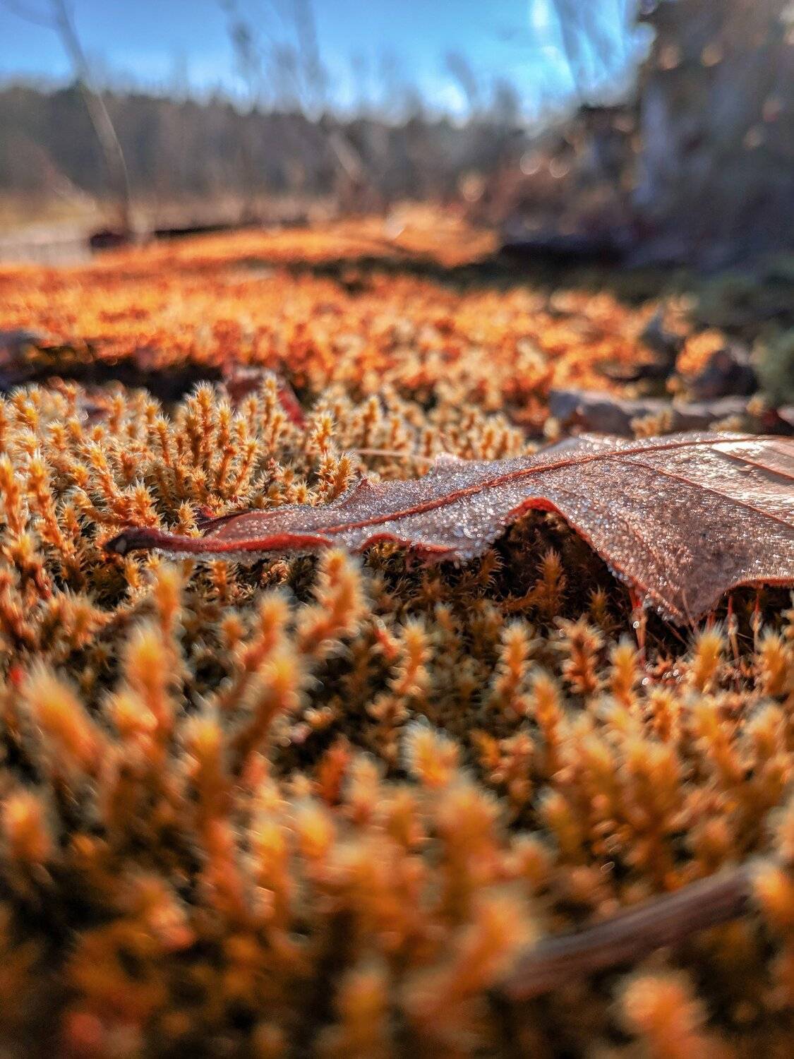 Морозное утро